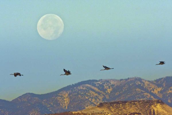 New Mexico Sandhill cranes flying by full moon